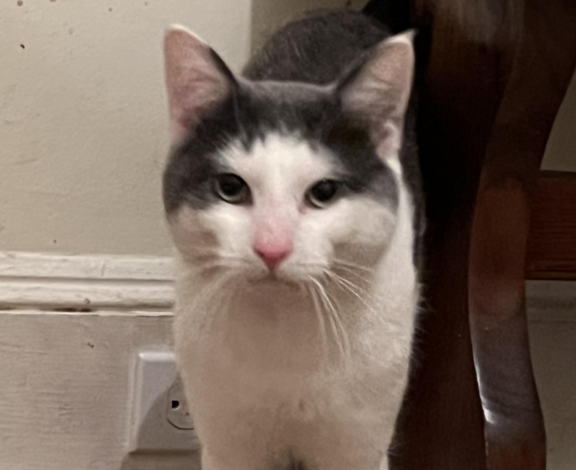 Enlarge Mario, a ADOPTABLE Domestic Short Hair in Gaithersburg, MD image 4/4