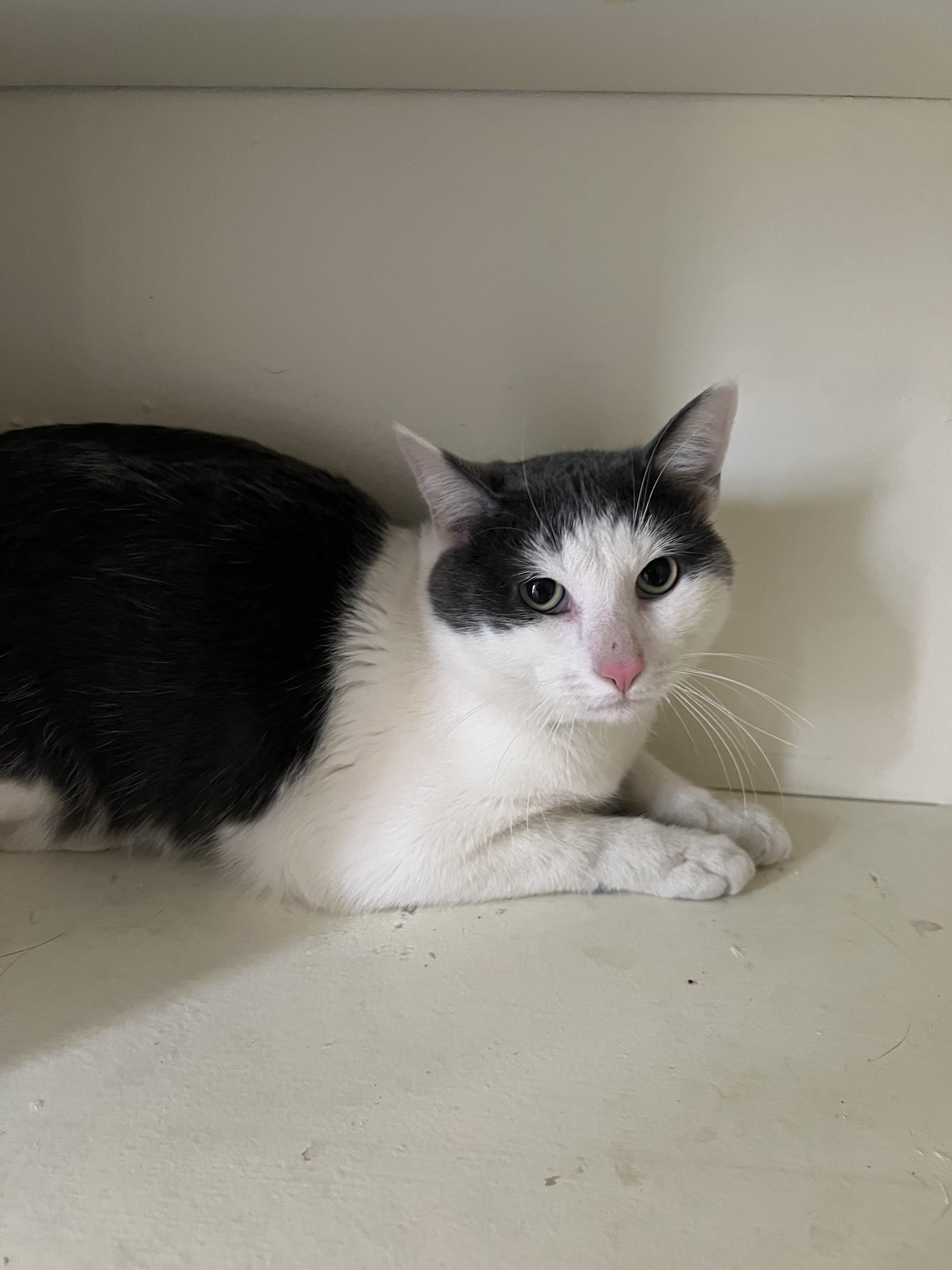 Enlarge Mario, a ADOPTABLE Domestic Short Hair in Gaithersburg, MD image 2/4