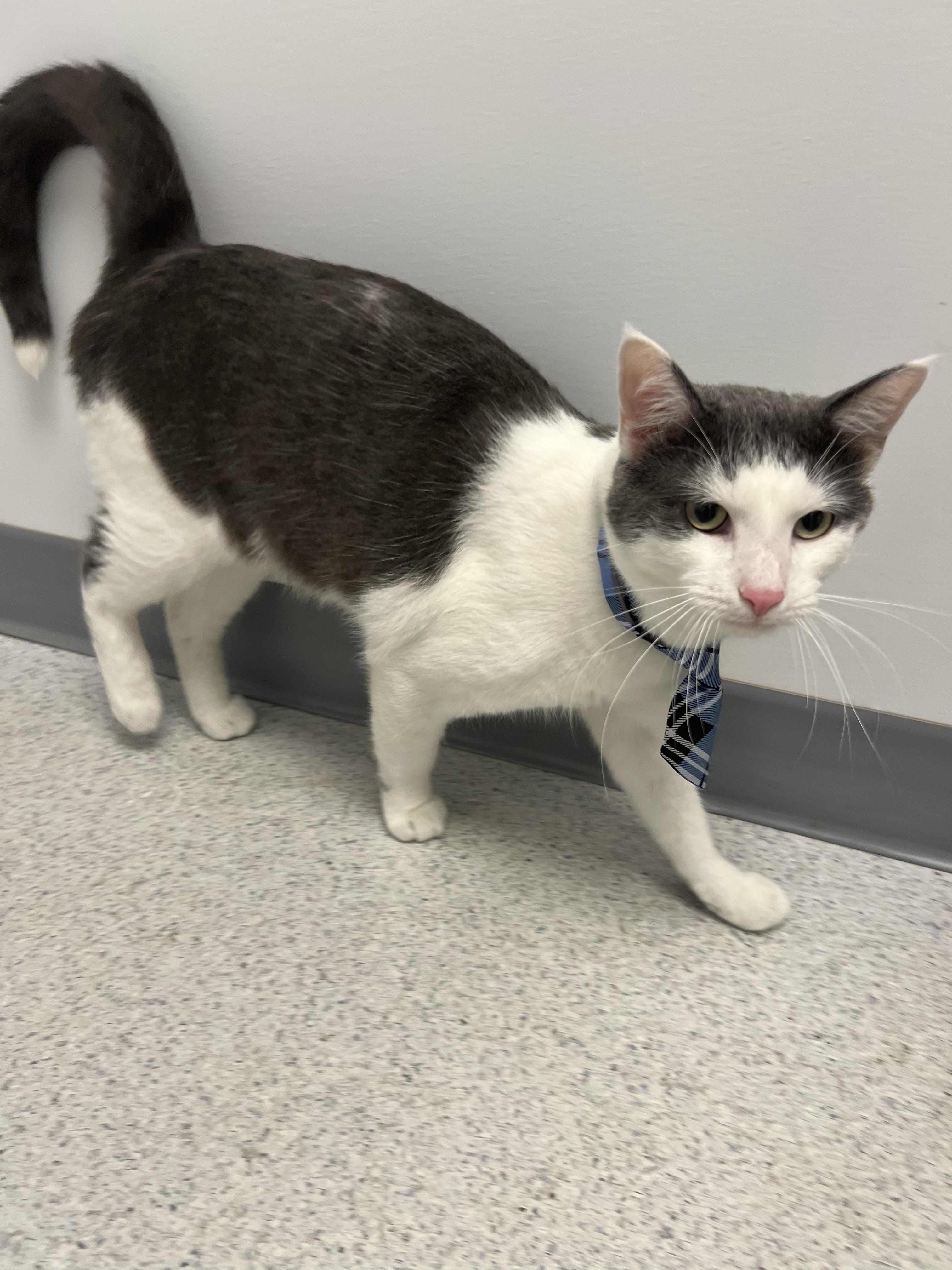Pickles, a ADOPTABLE Domestic Short Hair in Gaithersburg, MD image 1/5