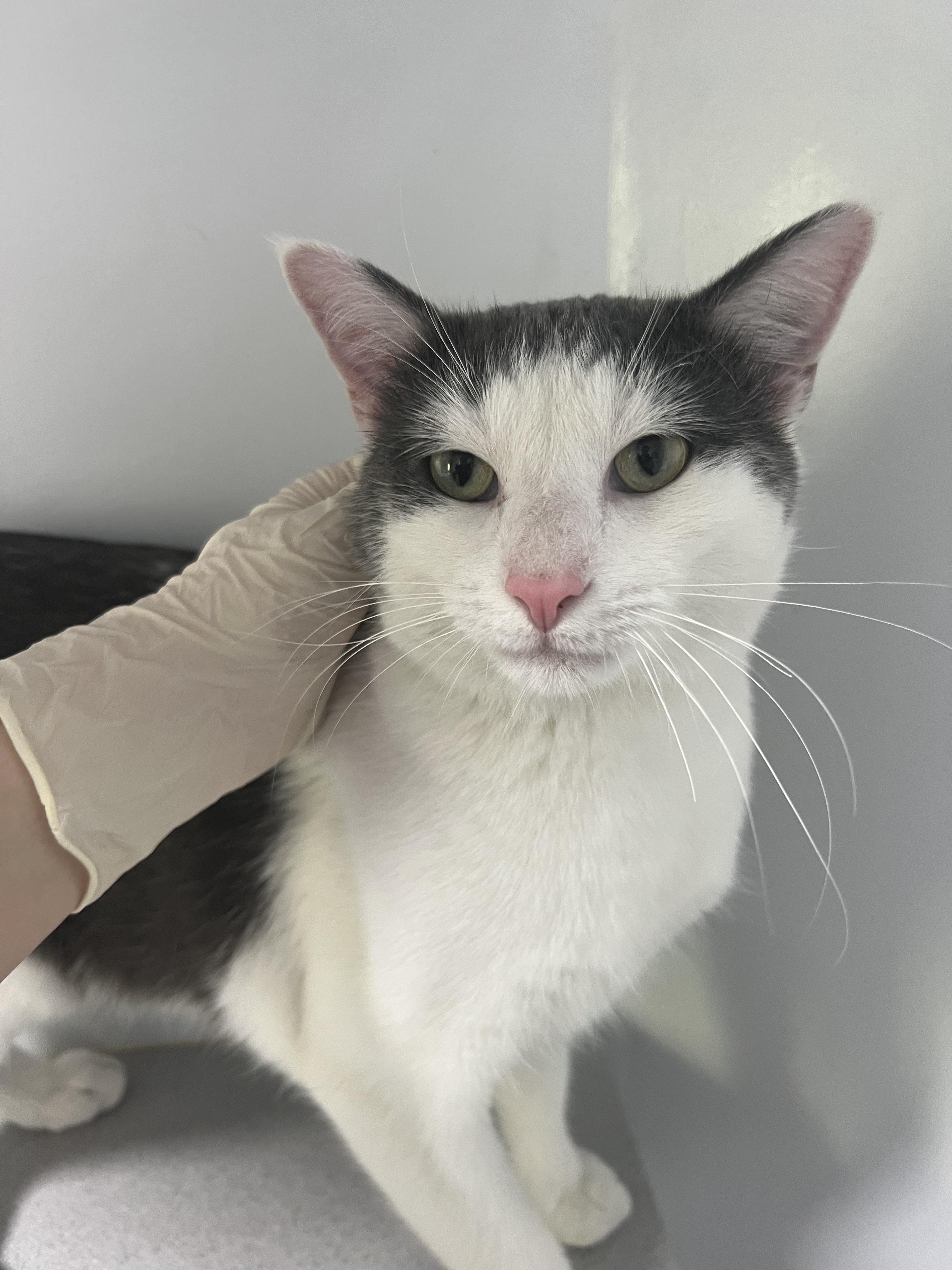 Pickles, ADOPTABLE, Adult Male Domestic Short Hair.