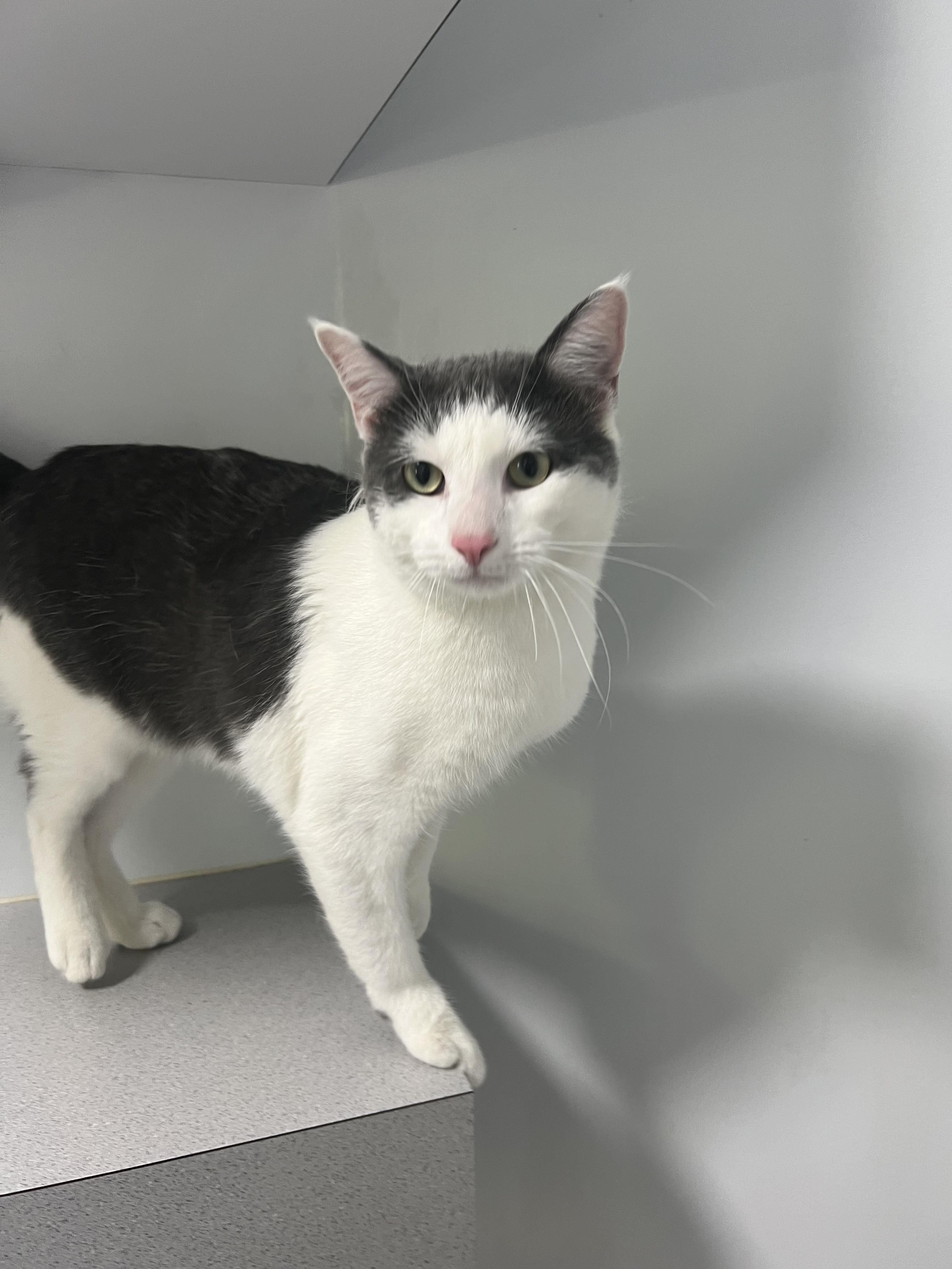 Enlarge Pickles, a ADOPTABLE Domestic Short Hair in Gaithersburg, MD image 2/5