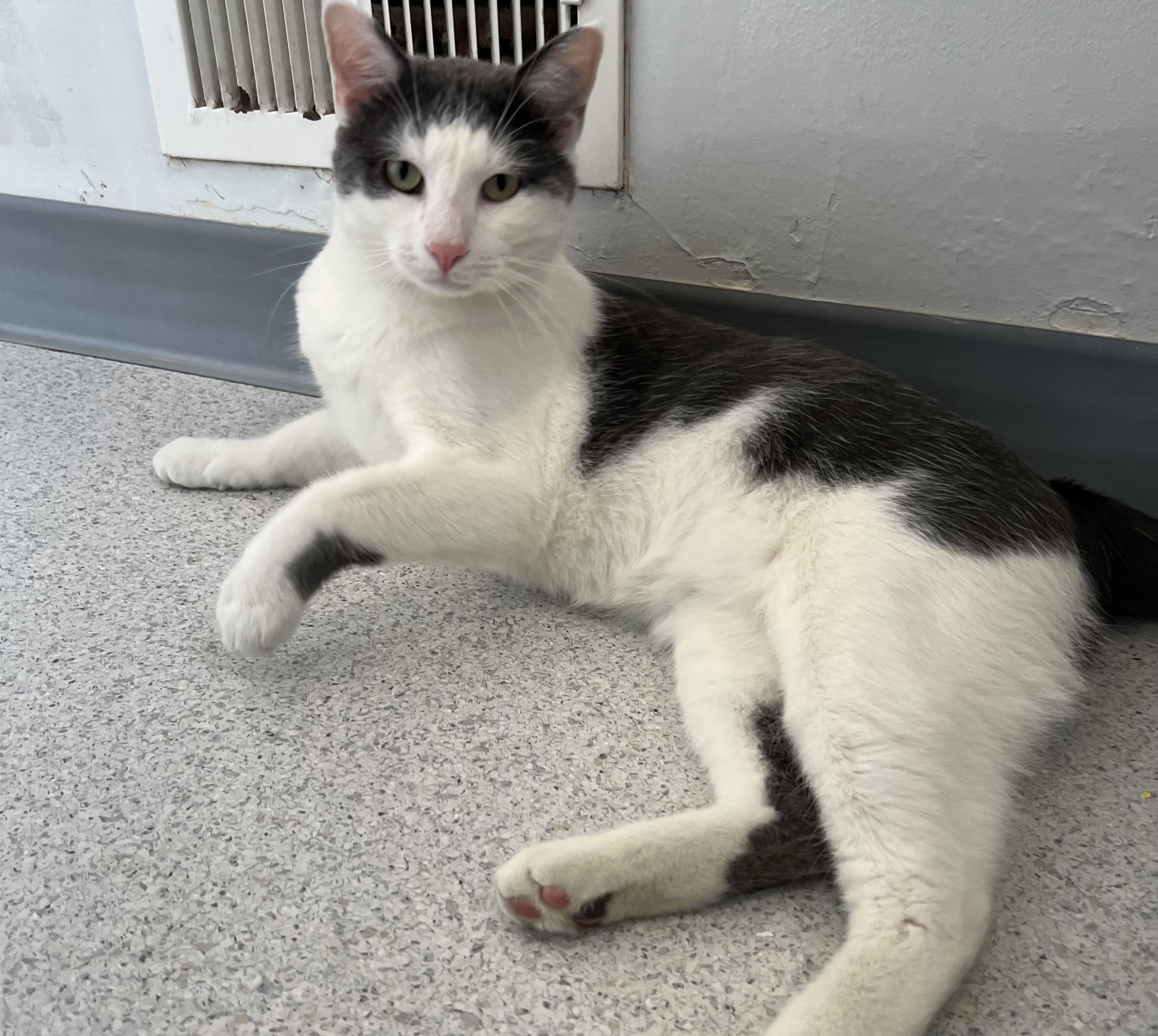 Pickles, a ADOPTABLE Domestic Short Hair in Gaithersburg, MD image 3/5