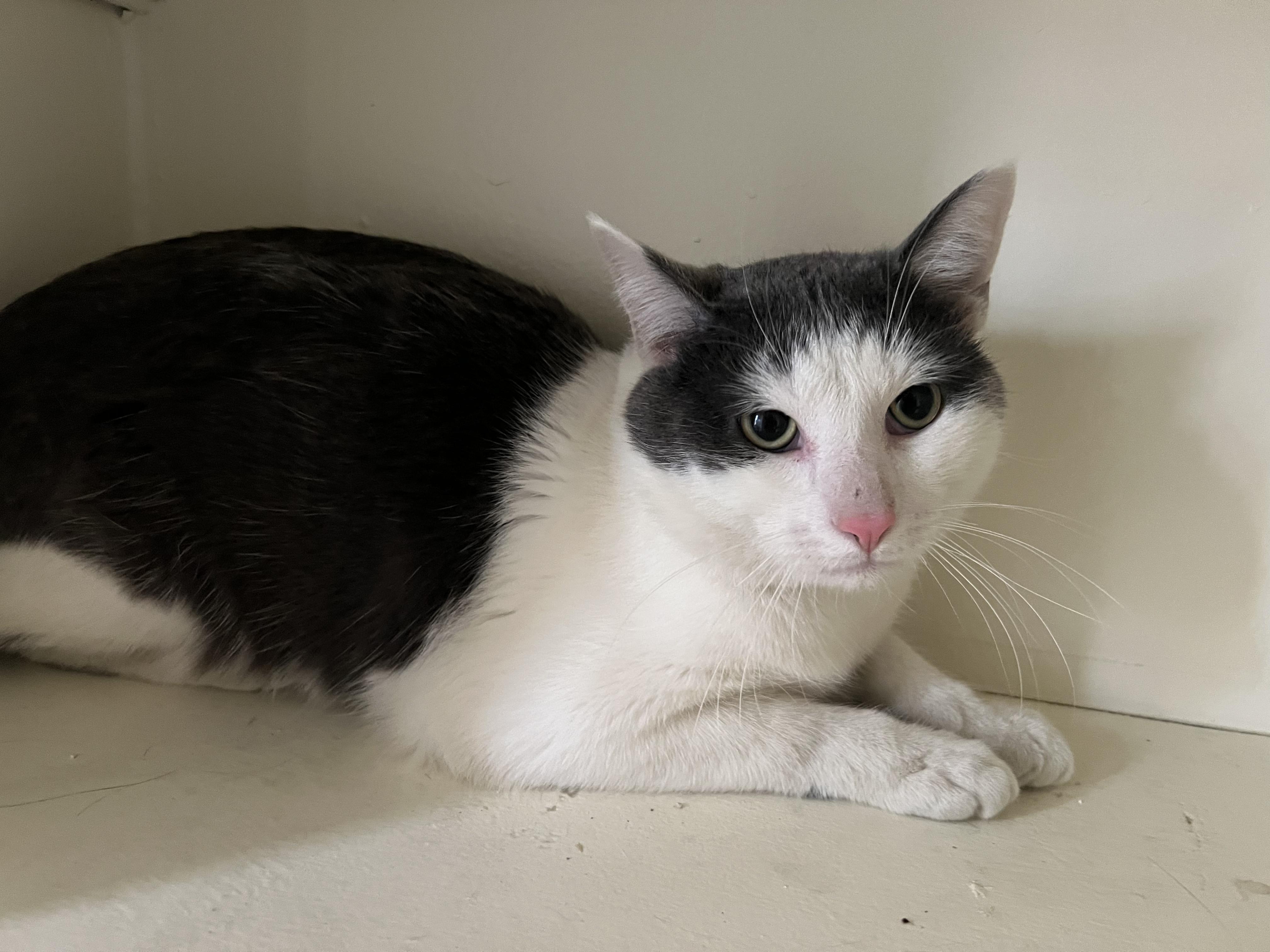 Enlarge Mario, a ADOPTABLE Domestic Short Hair in Gaithersburg, MD image 1/4