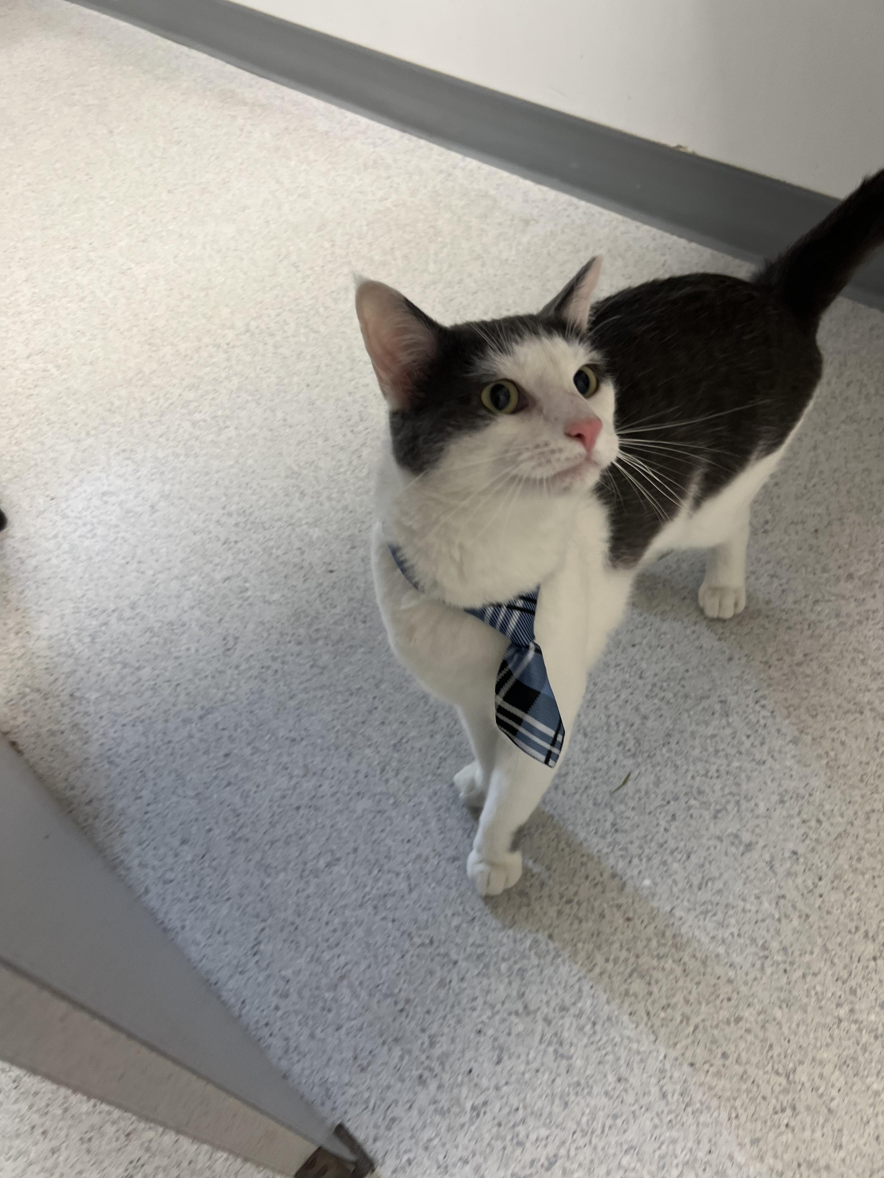Pickles, a ADOPTABLE Domestic Short Hair in Gaithersburg, MD image 5/5