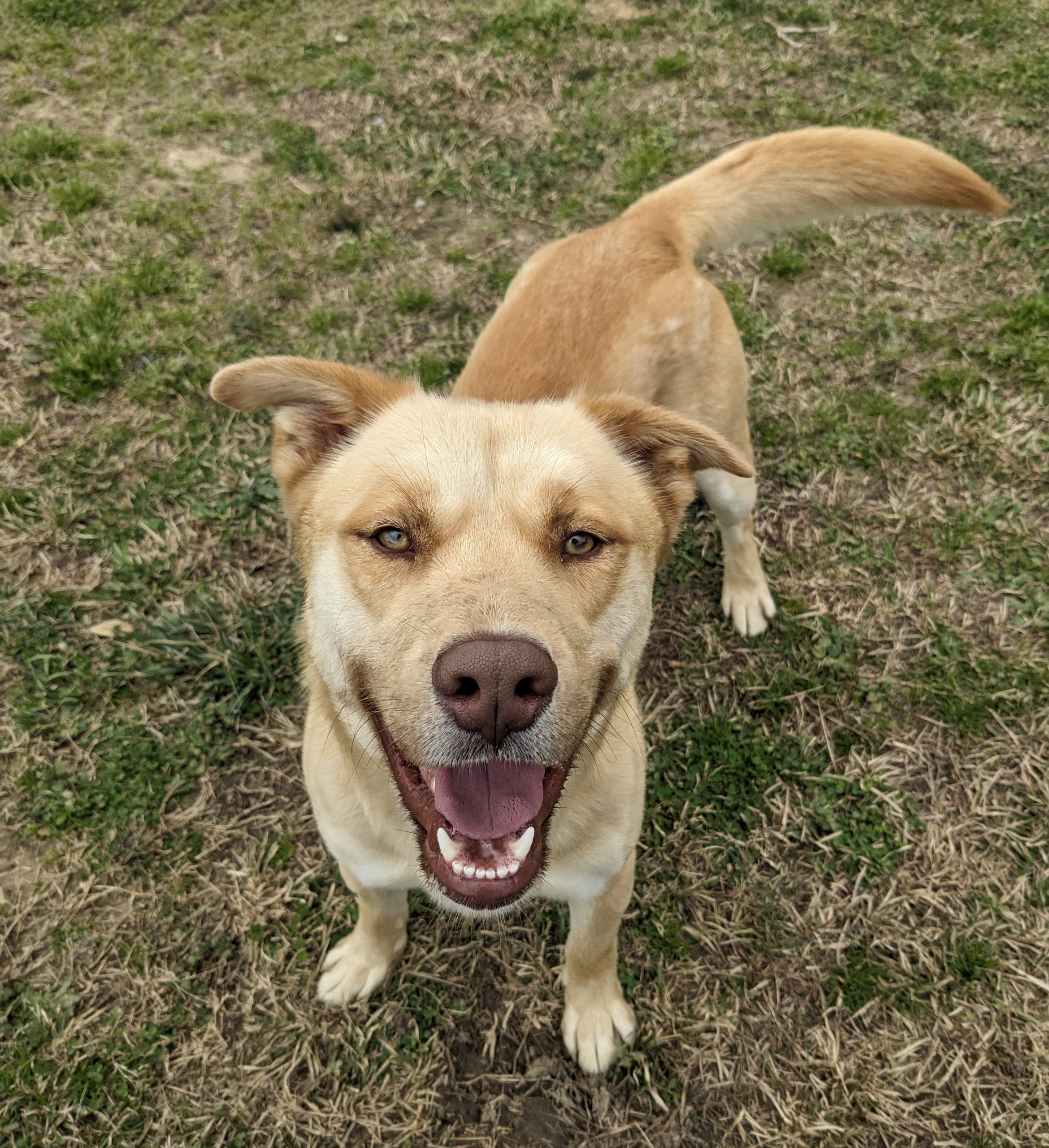 Mack, Adoptable, Young Male Labrador Retriever & Husky.