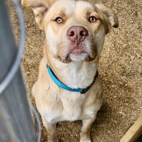Mack, Adoptable, Young Male Labrador Retriever & Husky.