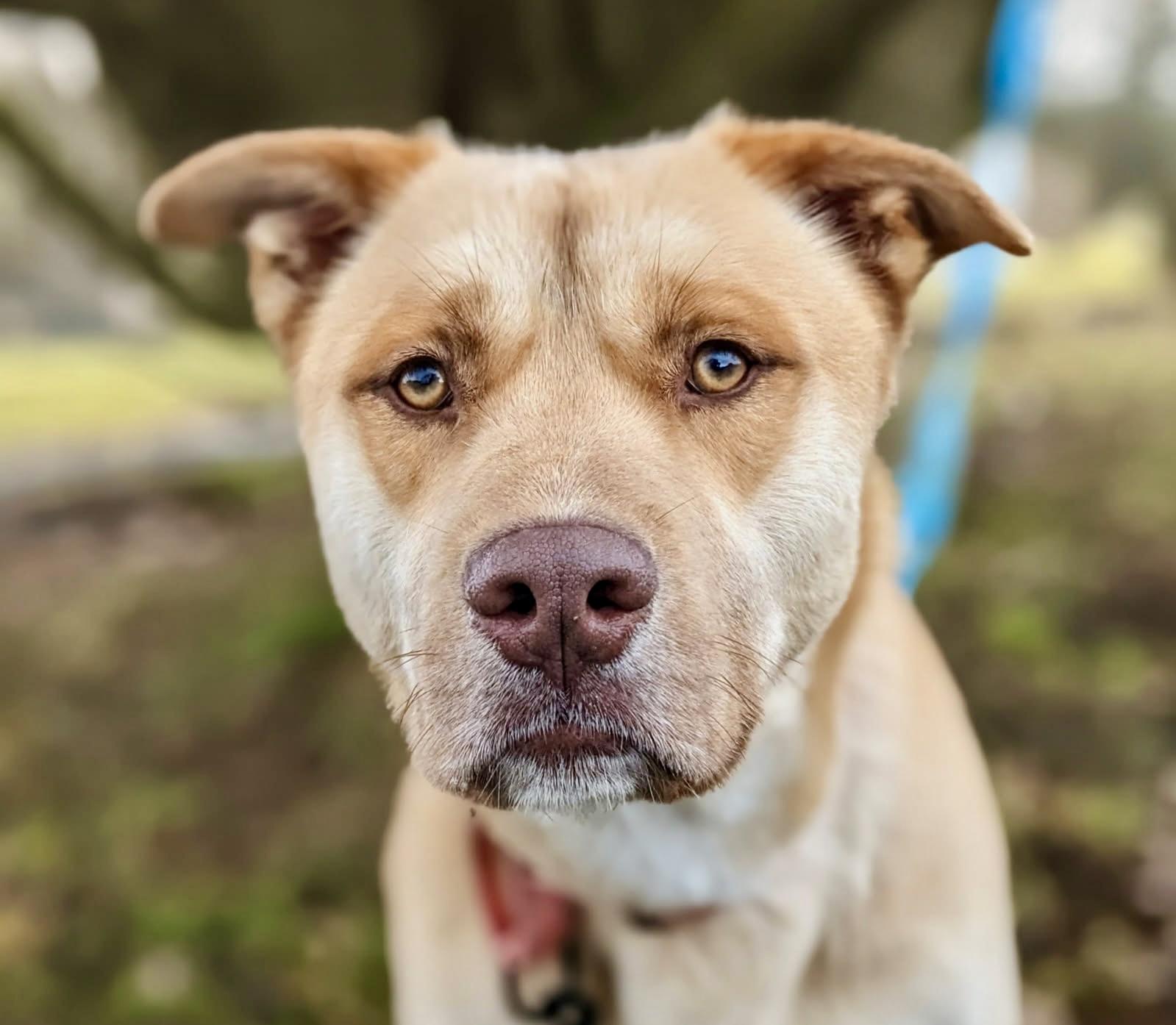 Mack, a Adoptable mixed breed in Leesburg, AL image 2/4