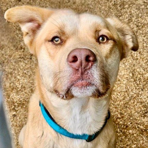 Mack, a Adoptable mixed breed in Leesburg, AL image 1/2