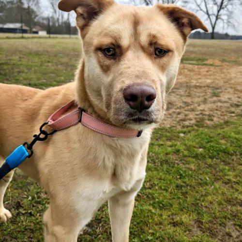Mack, a Adoptable mixed breed in Leesburg, AL image 4/4