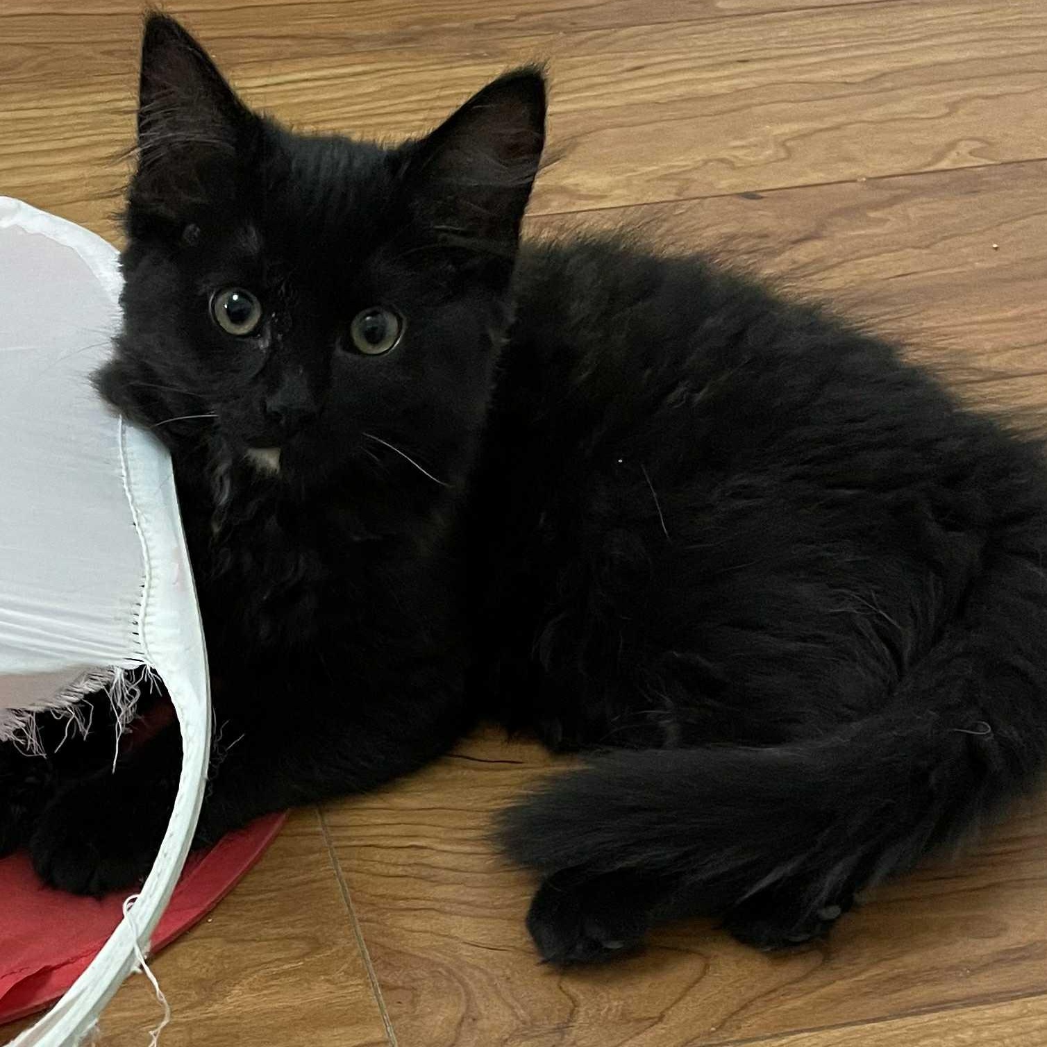 Delta -  A Snuggly Sweetheart!, Baby Female Dilute Tortoiseshell