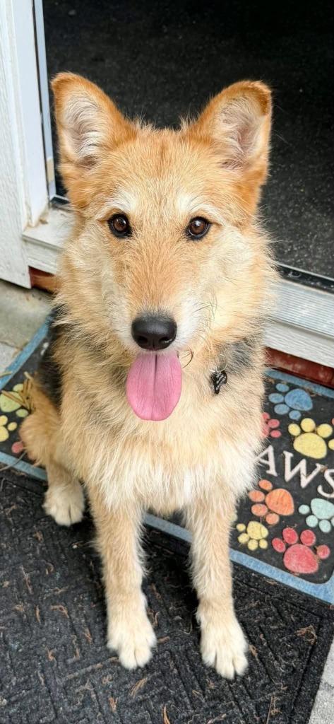 Lucy, Adoptable, Young Female Airedale Terrier & Bearded Collie.