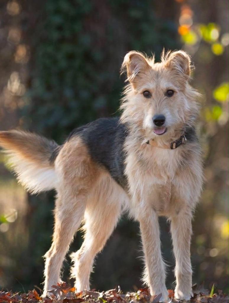 Enlarge Lucy, a Adoptable mixed breed in East Ridge, TN image 2/3