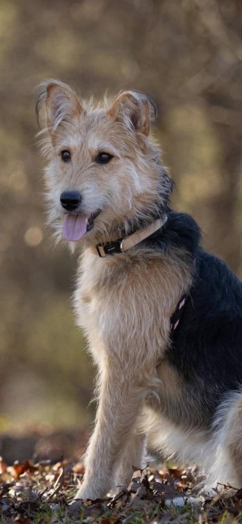 Enlarge Lucy, a Adoptable mixed breed in East Ridge, TN image 3/3