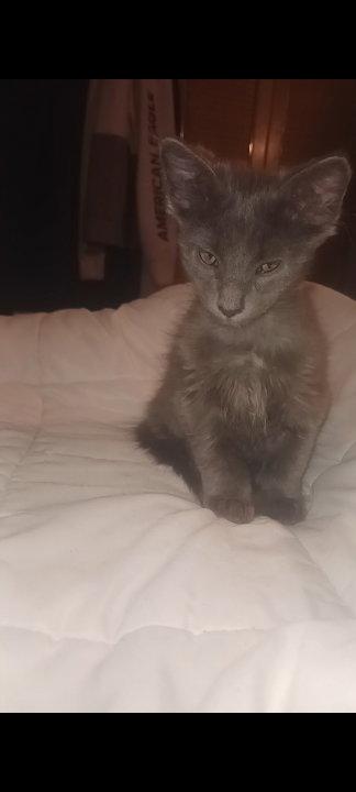 Saturn and Jupiter, Adopted, Kitten Female Domestic Short Hair.