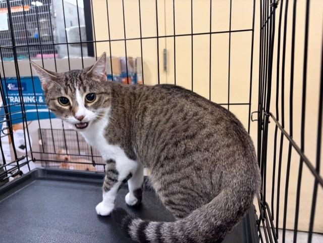 Enlarge Sparrow, a Adoptable mixed breed in Nashville, TN image 1/2