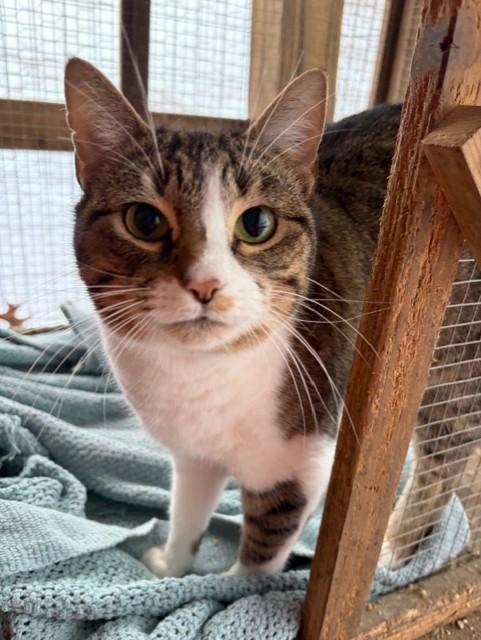 Enlarge Sparrow, a Adoptable mixed breed in Nashville, TN image 2/2