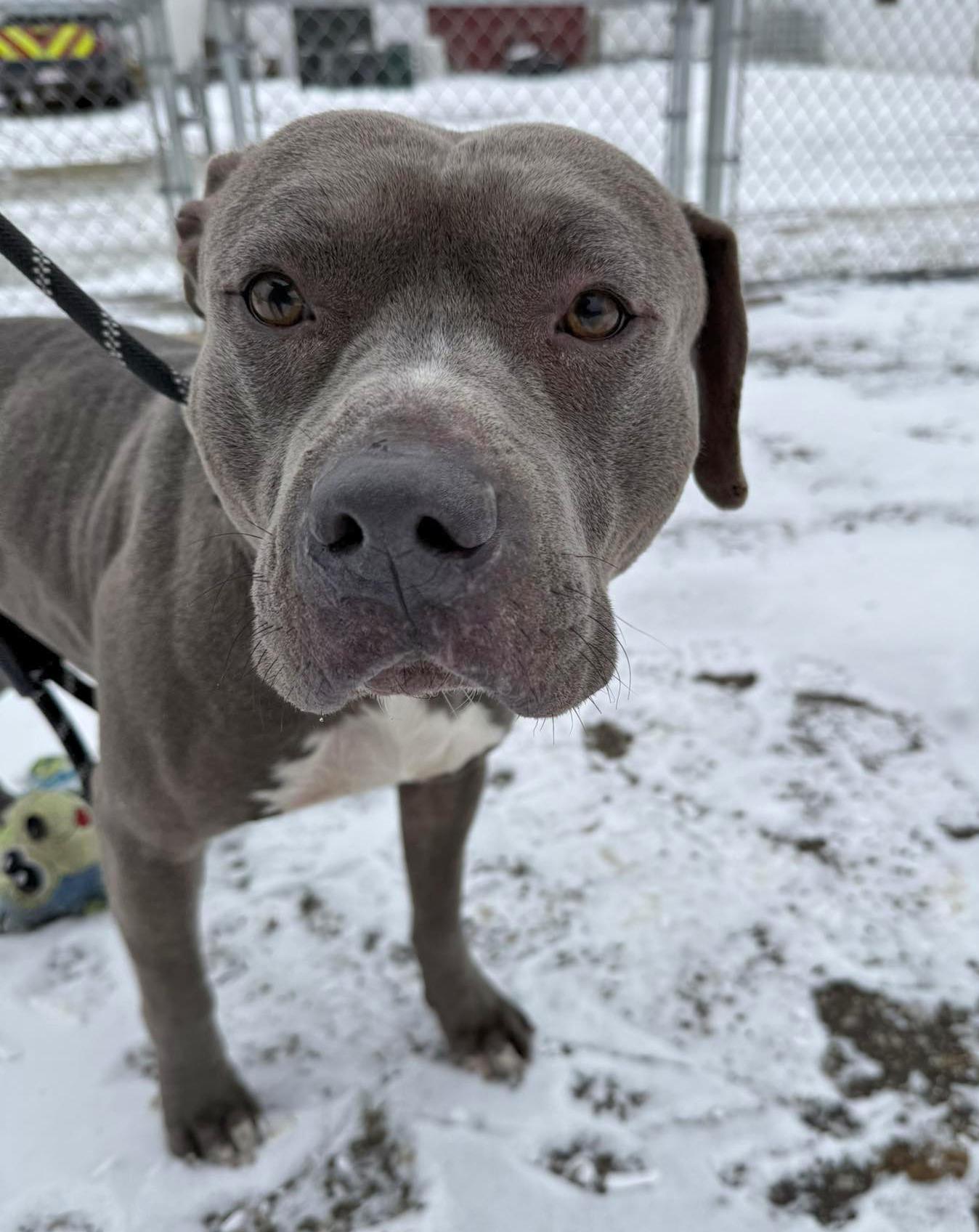 Enlarge Gus, a ADOPTABLE mixed breed in Euclid, OH image 2/2