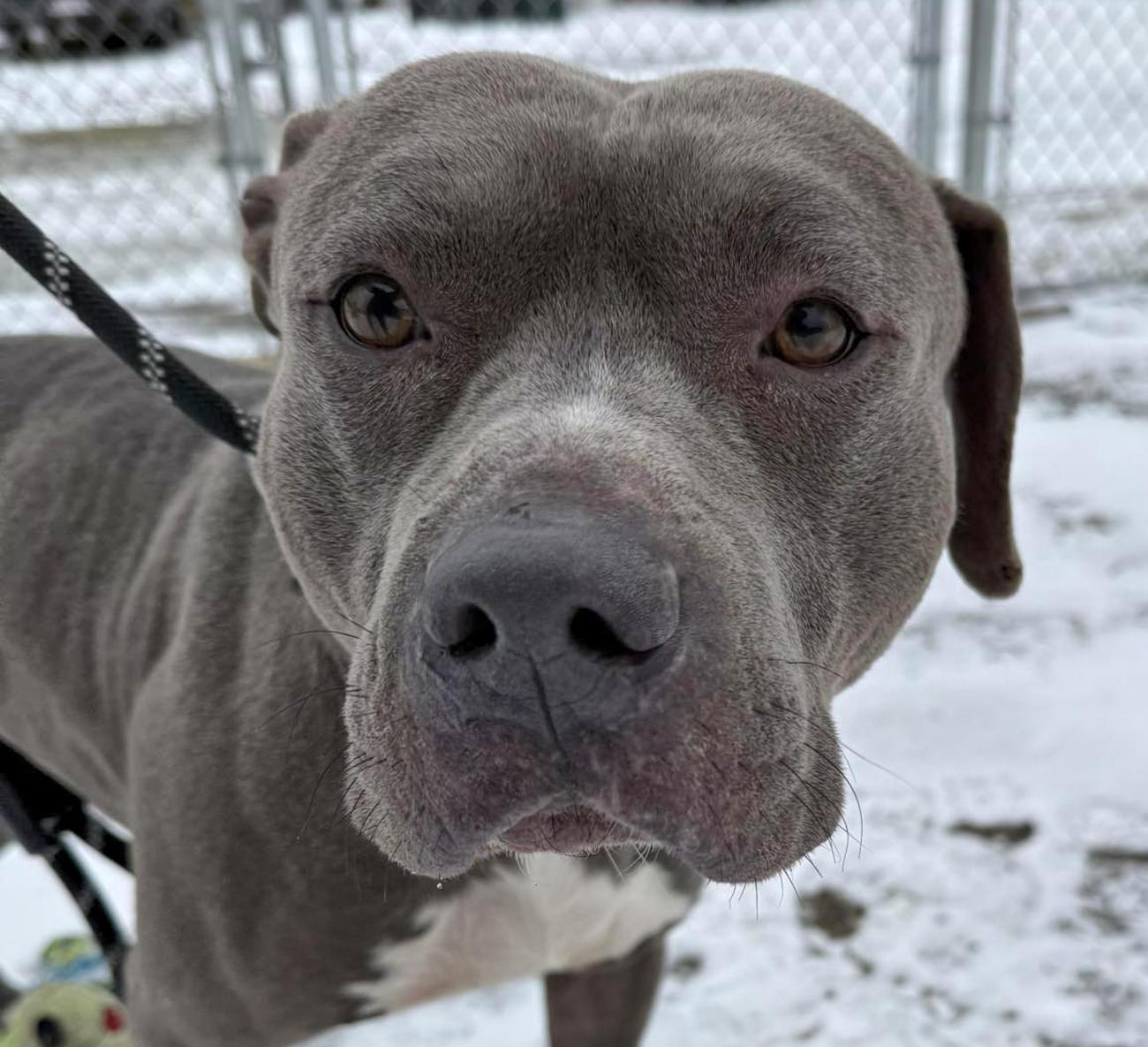 Enlarge Gus, a ADOPTABLE mixed breed in Euclid, OH image 1/2