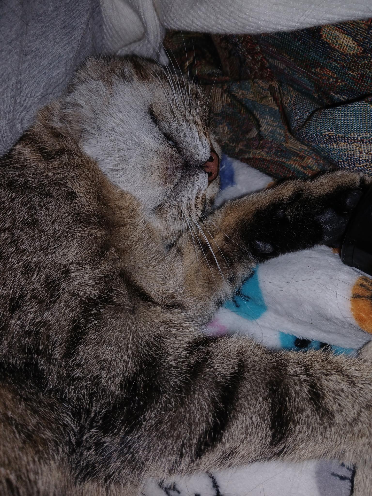 Enlarge Mama Alley, a Adoptable Domestic Short Hair in Novi, MI image 4/5