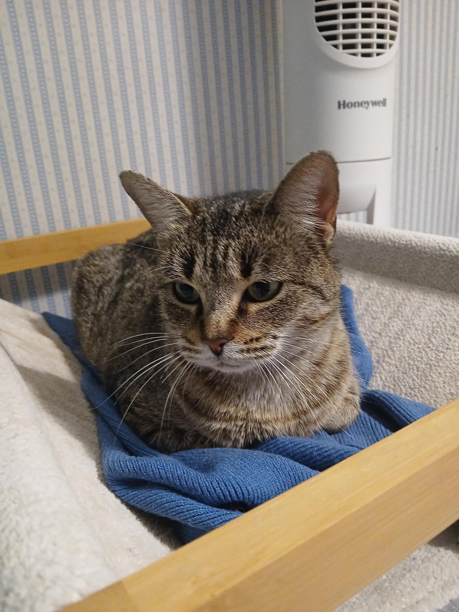 Mama Alley, Adoptable, Young Female Domestic Short Hair.