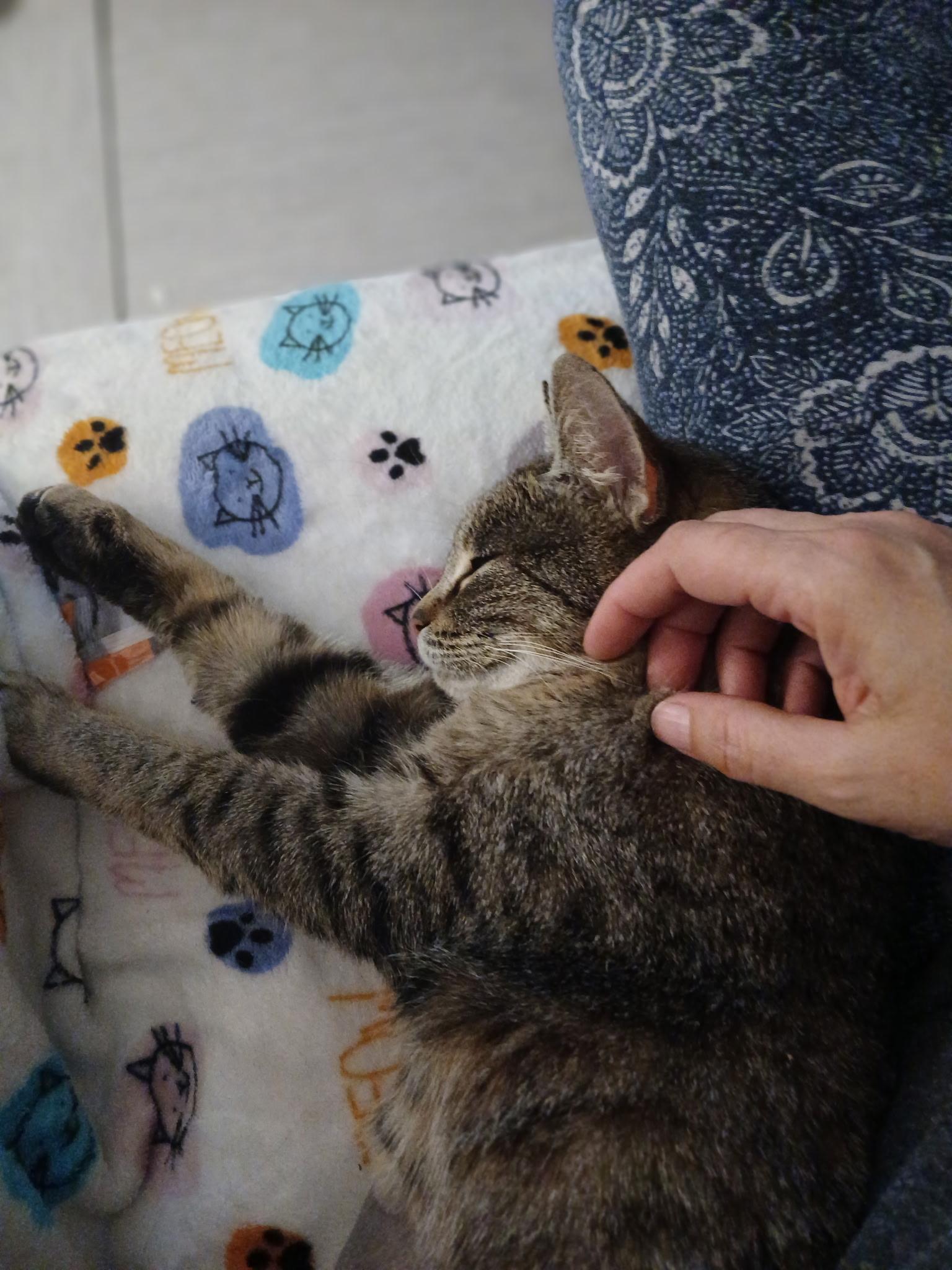 Enlarge Mama Alley, a Adoptable Domestic Short Hair in Novi, MI image 3/5