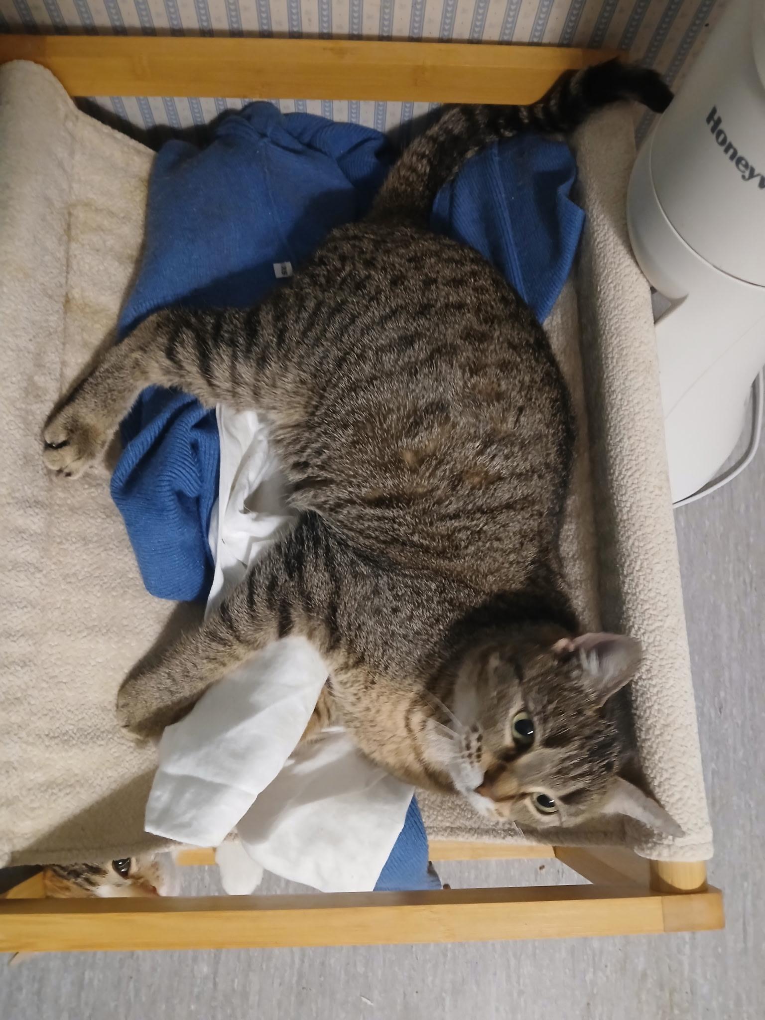 Enlarge Mama Alley, a Adoptable Domestic Short Hair in Novi, MI image 2/5