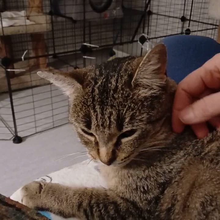 Enlarge Mama Alley, a Adoptable Domestic Short Hair in Novi, MI video 5/5