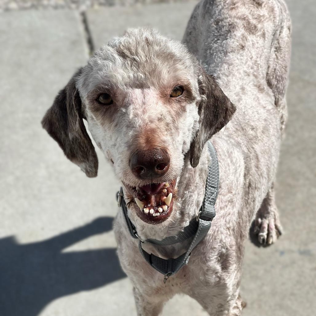 Enlarge Clover, a Adoptable mixed breed in St. Peters, MO image 1/4