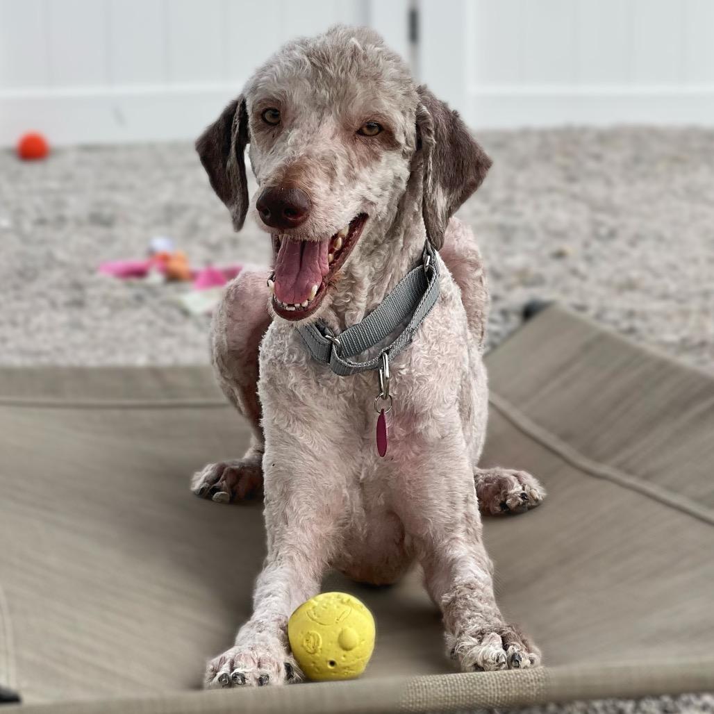 Enlarge Clover, a Adoptable mixed breed in St. Peters, MO image 2/4