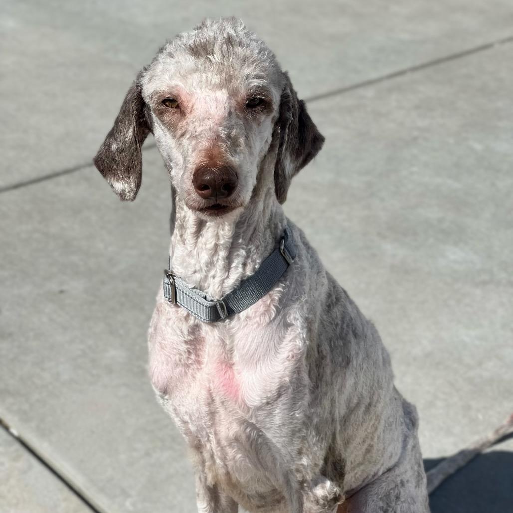 Enlarge Clover, a Adoptable mixed breed in St. Peters, MO image 3/4