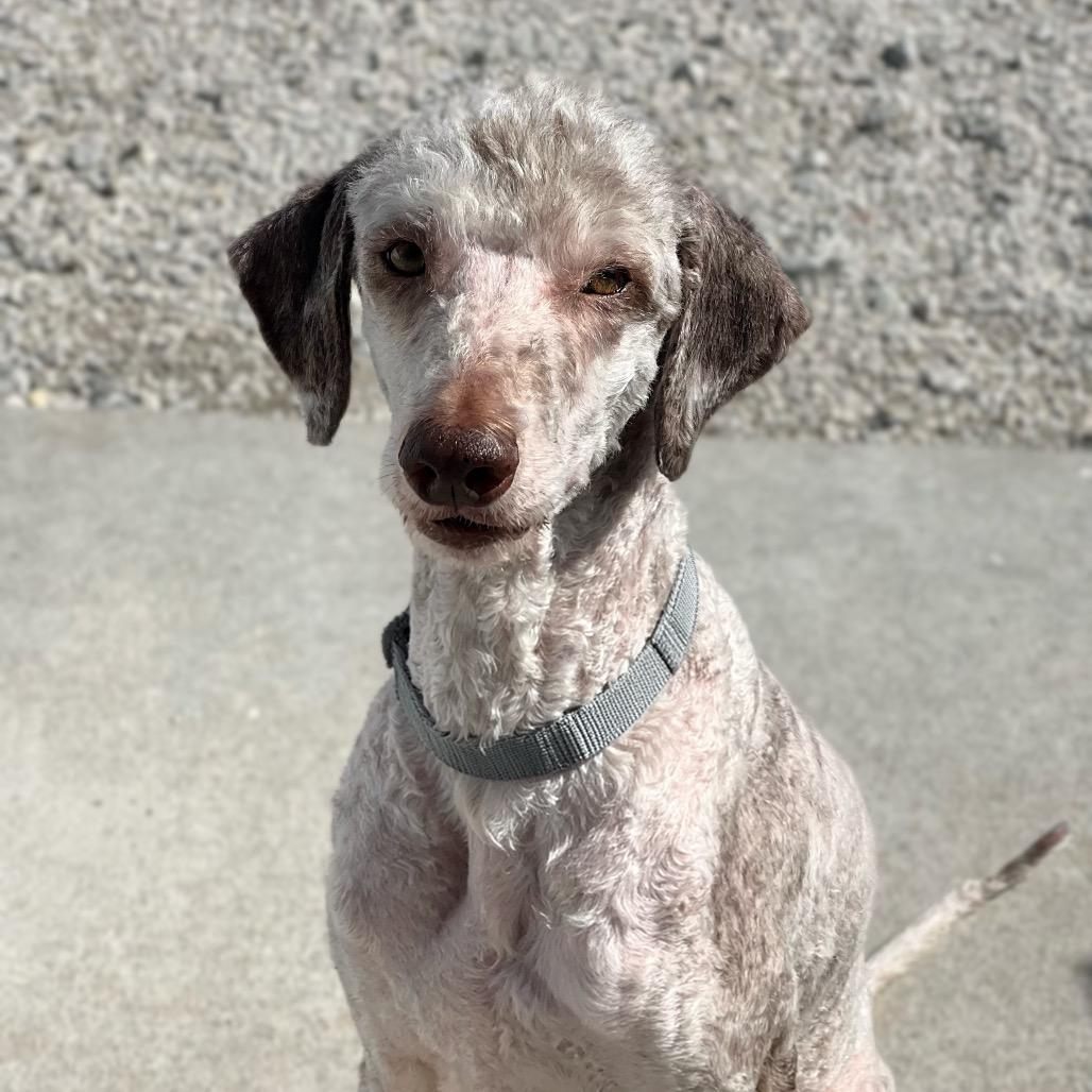 Enlarge Clover, a Adoptable mixed breed in St. Peters, MO image 4/4