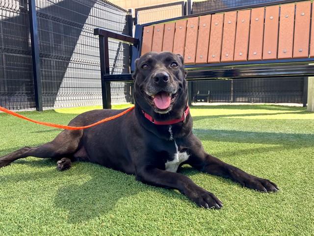 SHEILA, Adoptable, Adult Female German Shepherd Dog.