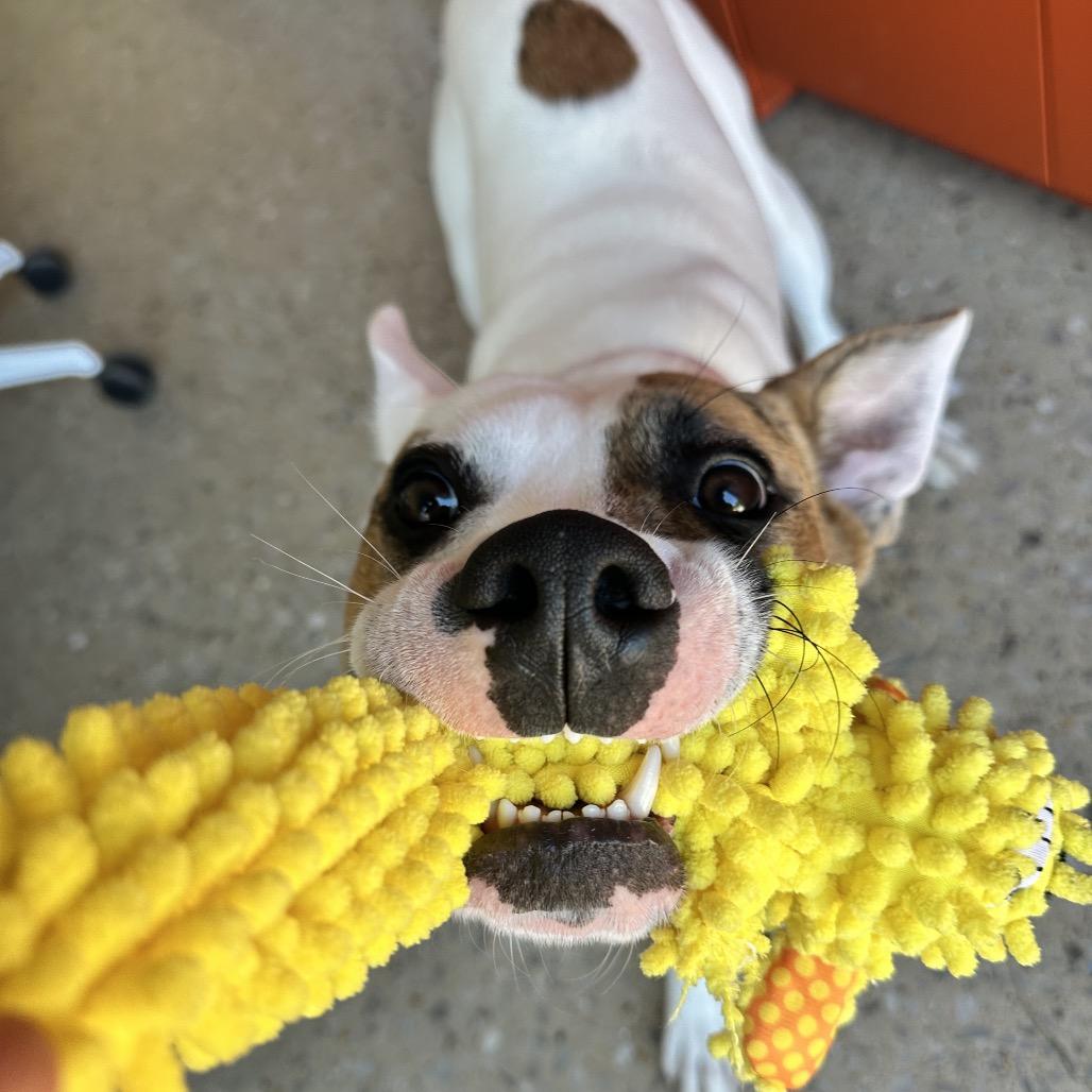 Humphrey, Adoptable, Adult Male Mixed Breed.