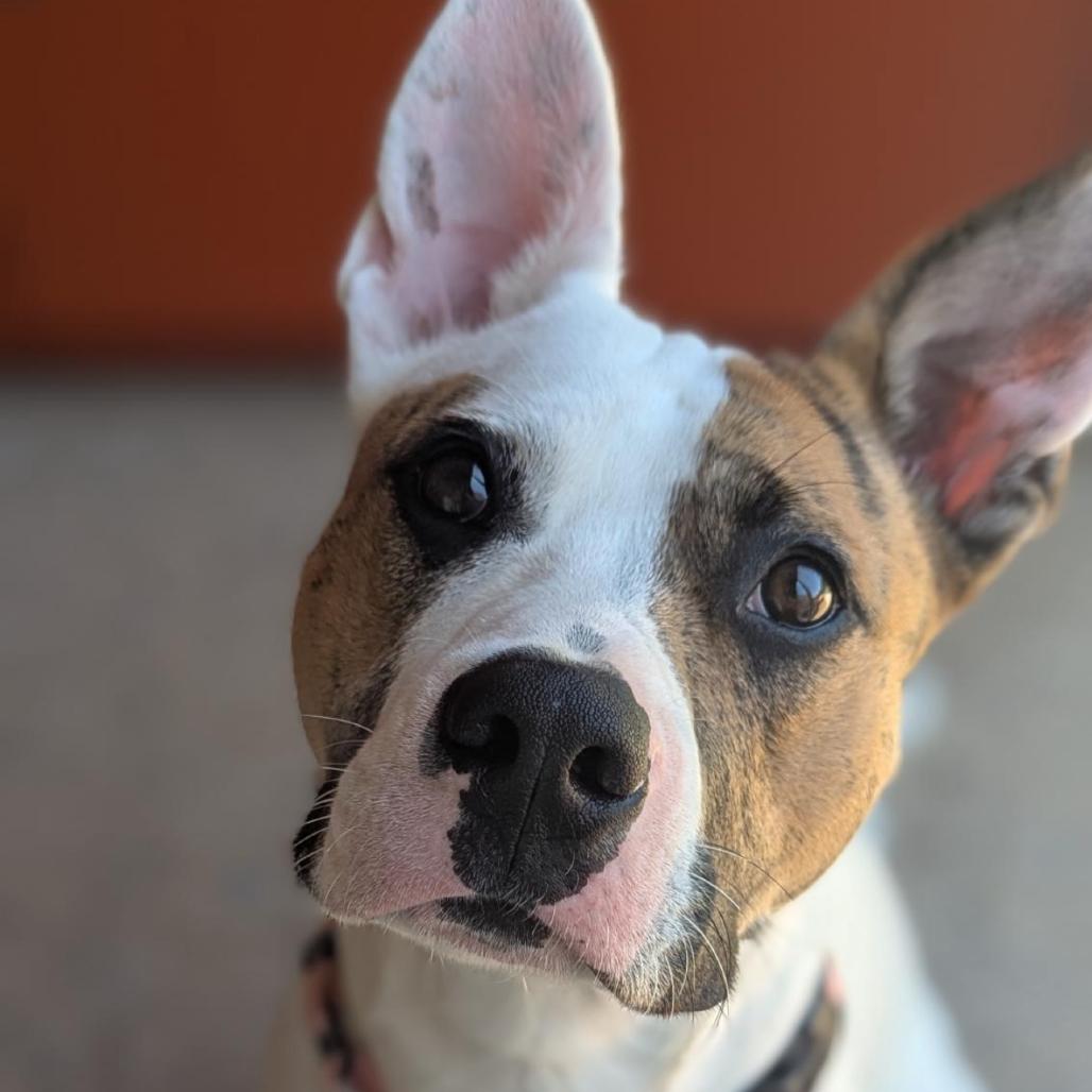Enlarge Humphrey, a Adoptable Mixed Breed in Bentonville, AR image 2/5