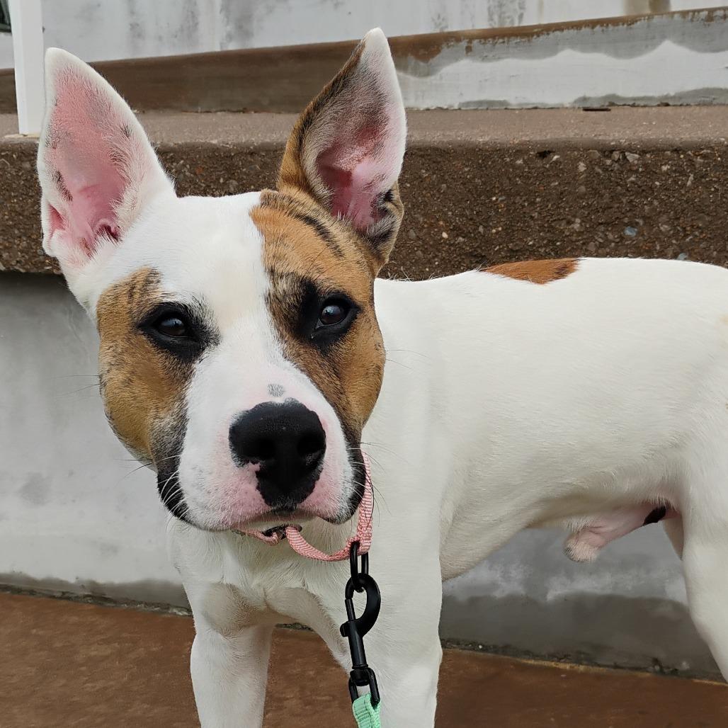 Enlarge Humphrey, a Adoptable Mixed Breed in Bentonville, AR image 3/5
