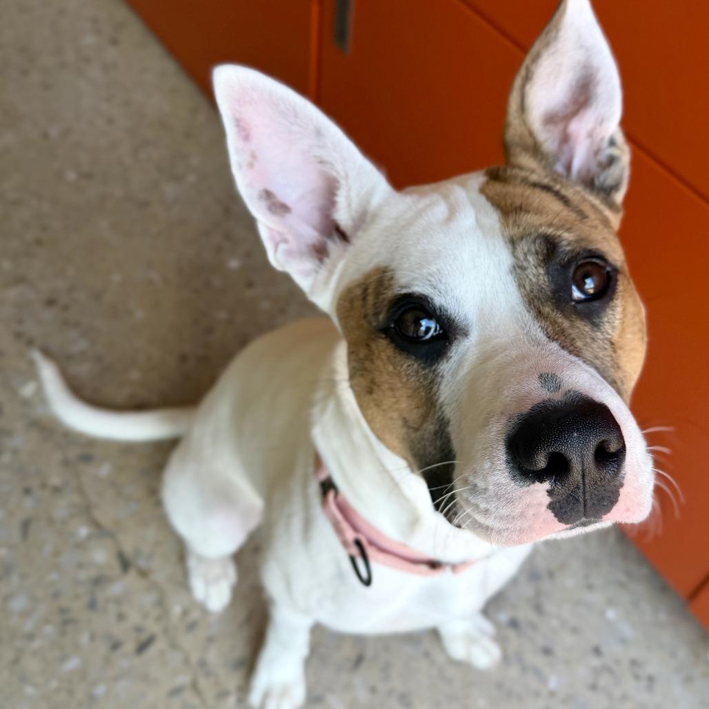 Enlarge Humphrey, a Adoptable Mixed Breed in Bentonville, AR image 4/5