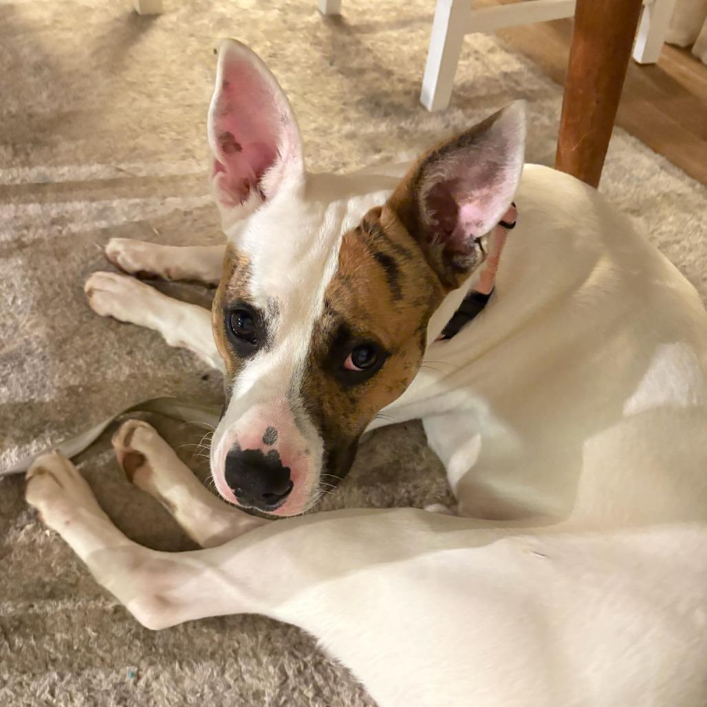 Enlarge Humphrey, a Adoptable Mixed Breed in Bentonville, AR image 5/5