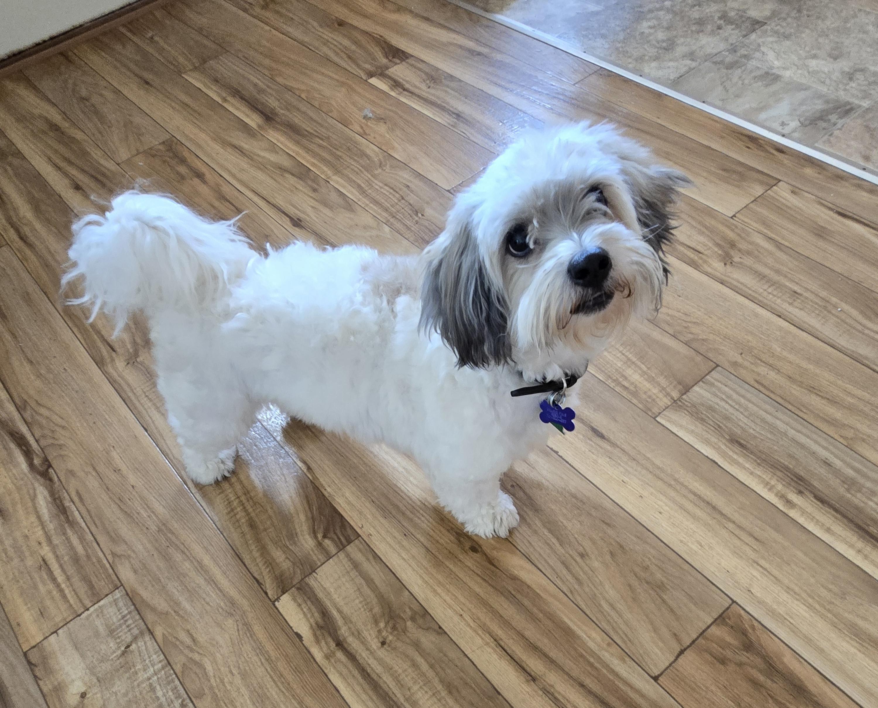 Enlarge Tucker-*applications pending *, a ADOPTABLE Coton de Tulear in Jamestown, ND image 4/6