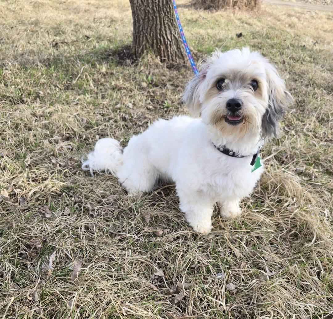 Enlarge Tucker-*applications pending *, a ADOPTABLE Coton de Tulear in Jamestown, ND image 3/6