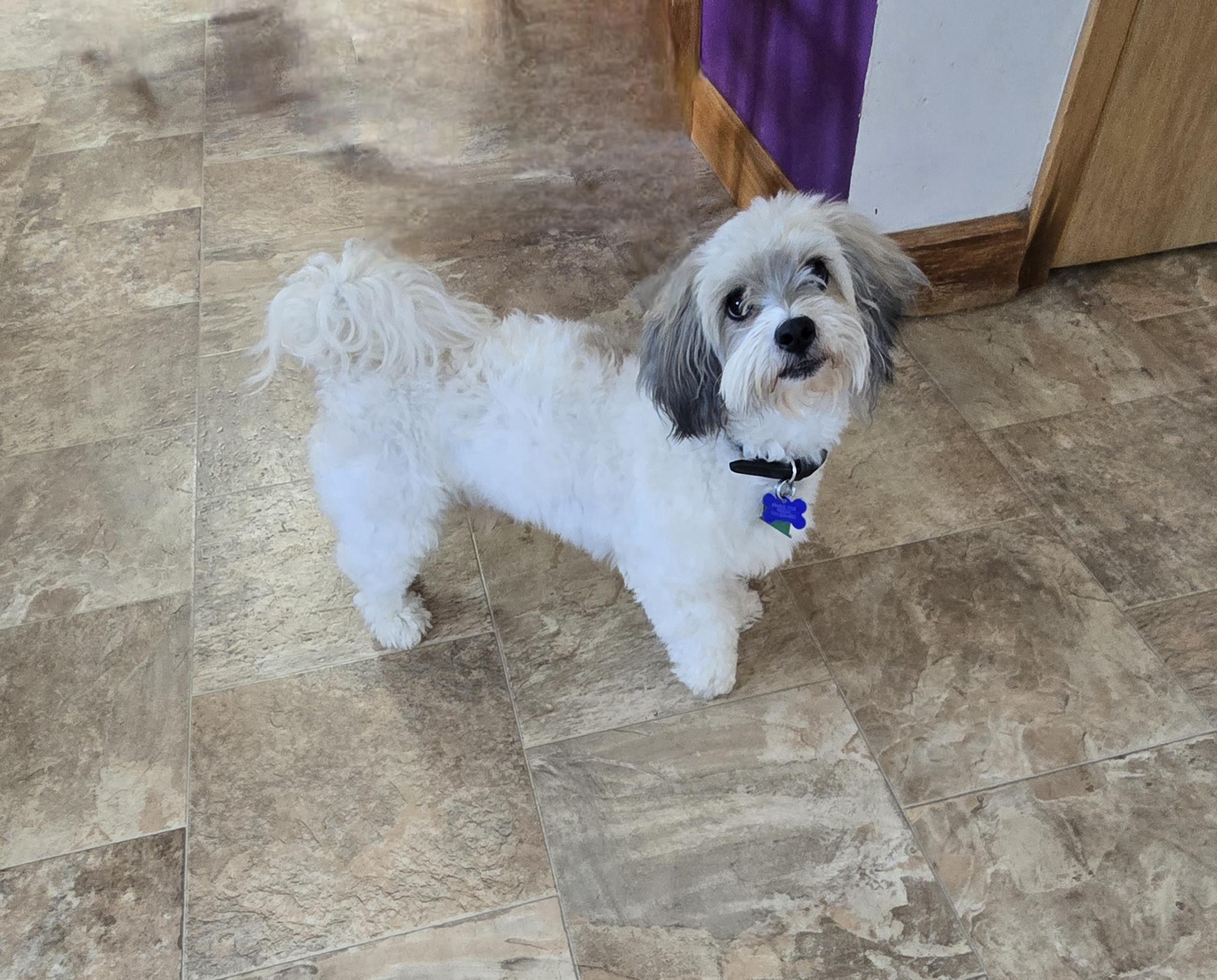 Enlarge Tucker-*applications pending *, a ADOPTABLE Coton de Tulear in Jamestown, ND image 2/6