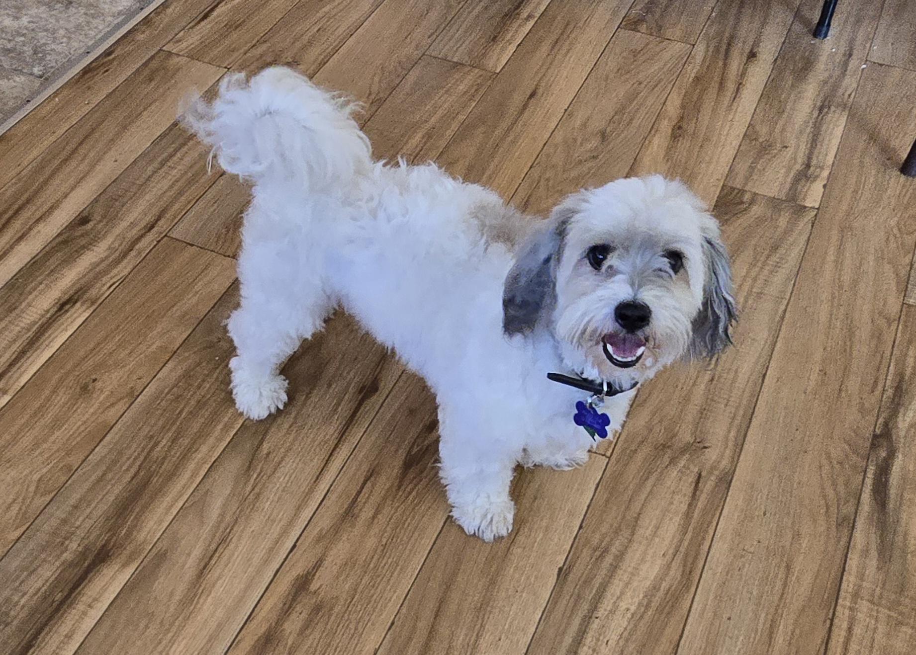 Tucker-*applications pending *, ADOPTABLE, Adult Male Coton de Tulear.