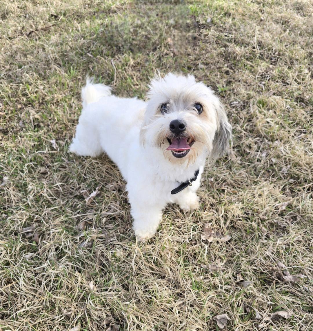 Enlarge Tucker-*applications pending *, a ADOPTABLE Coton de Tulear in Jamestown, ND image 5/6