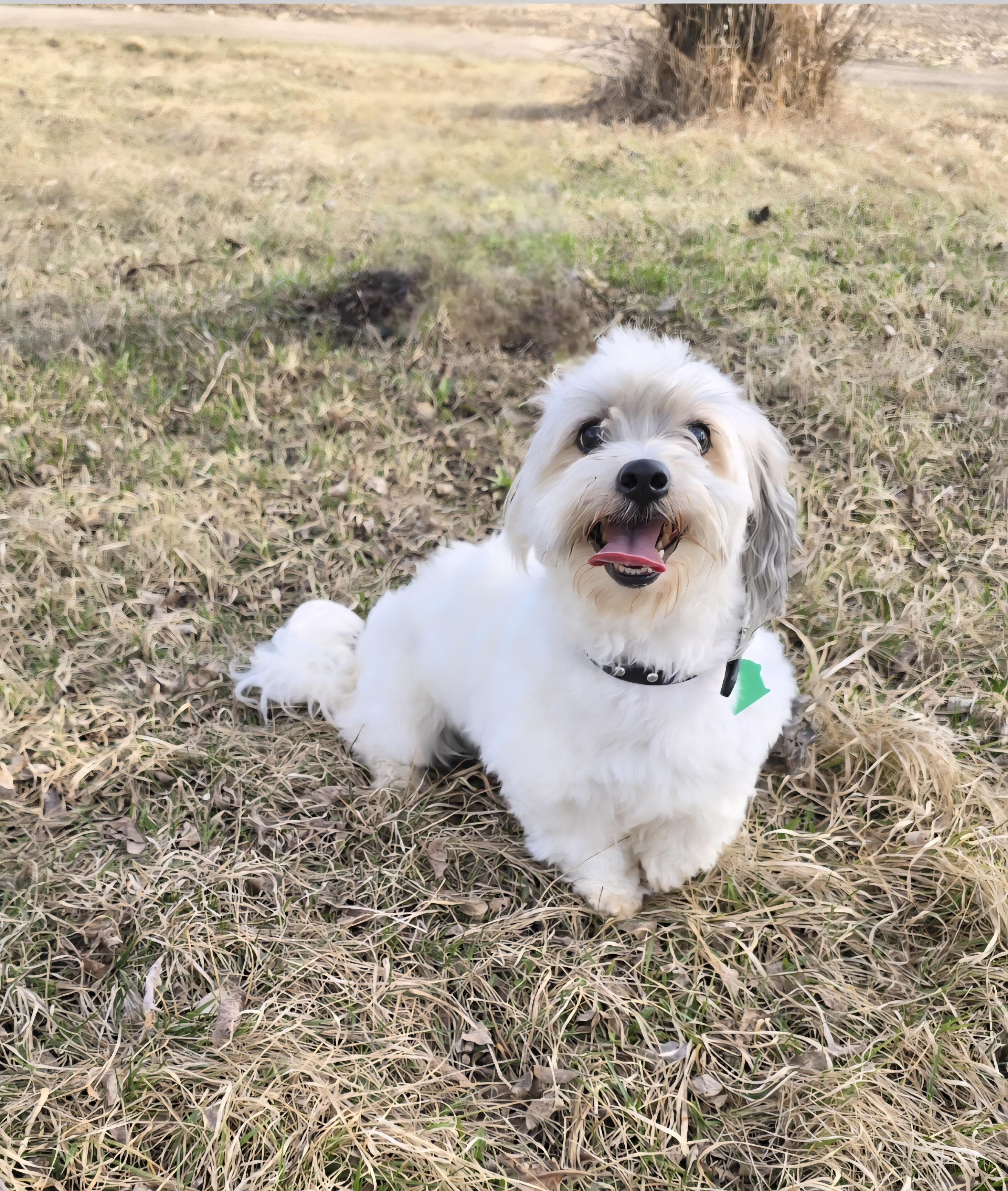 Enlarge Tucker-*applications pending *, a ADOPTABLE Coton de Tulear in Jamestown, ND image 6/6