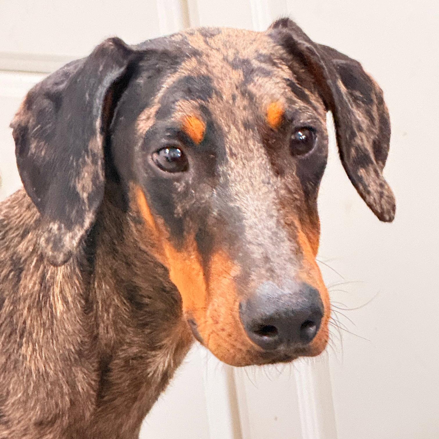 Enlarge Phantom 3631, a Adoptable Doberman Pinscher in Oakland Park, FL image 1/3