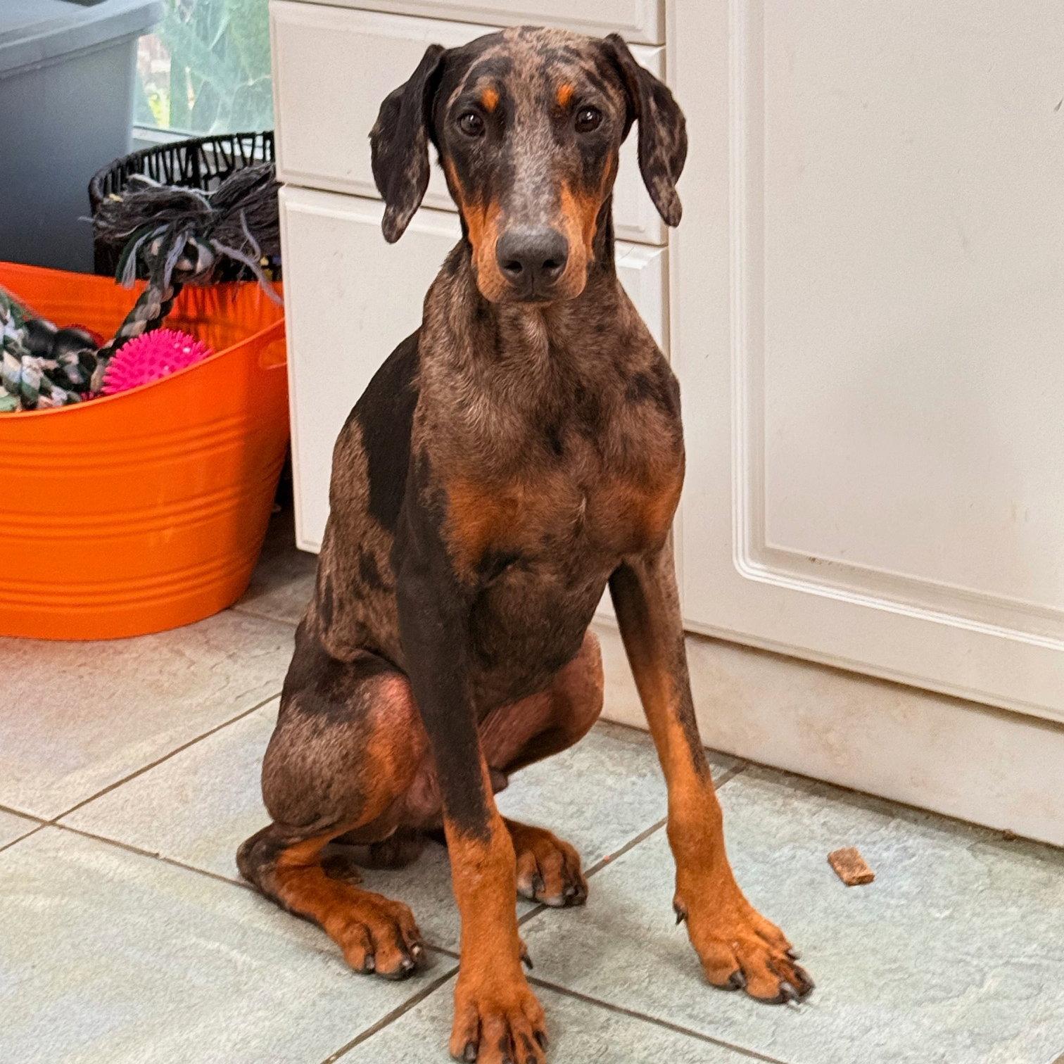 Enlarge Phantom 3631, a Adoptable Doberman Pinscher in Oakland Park, FL image 2/3