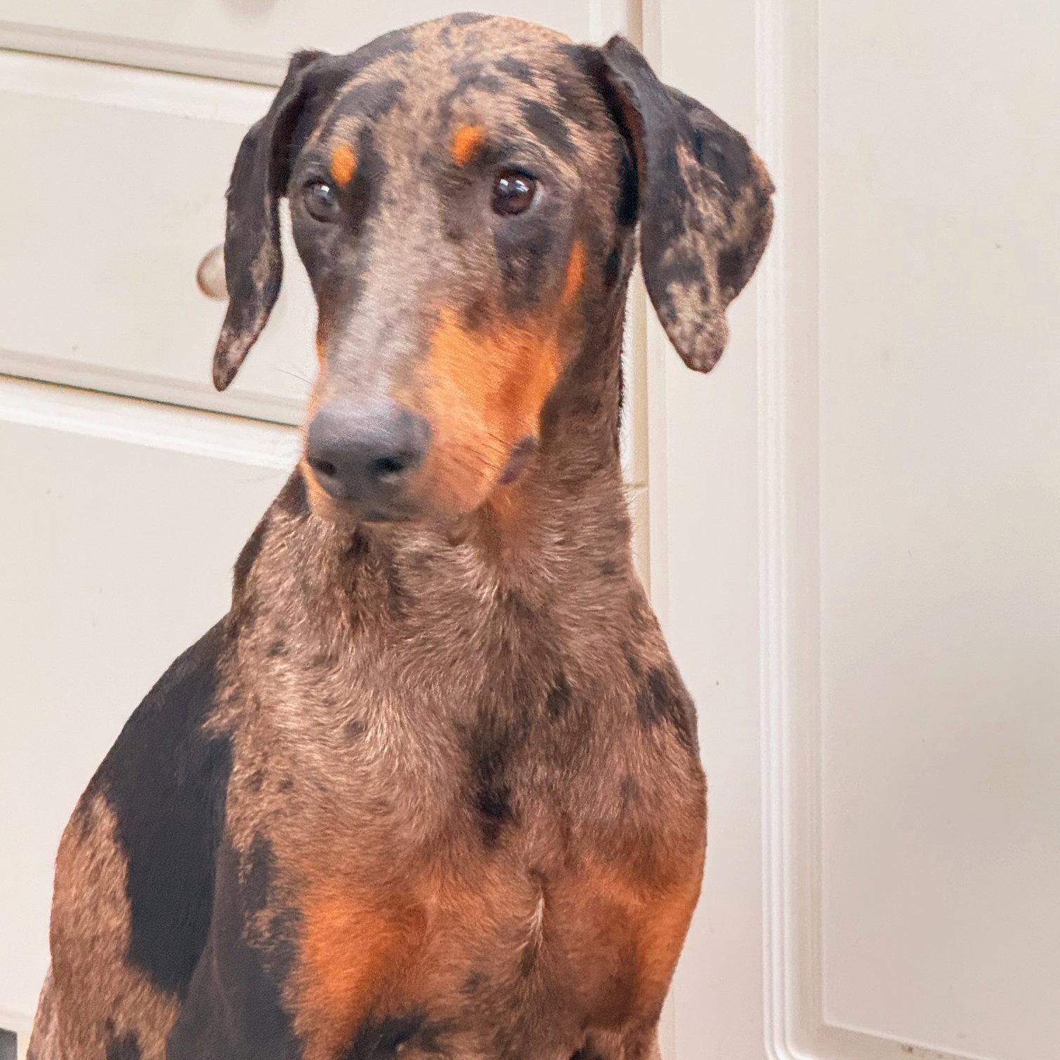 Enlarge Phantom 3631, a Adoptable Doberman Pinscher in Oakland Park, FL image 3/3