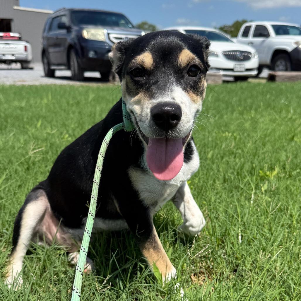 Enlarge ROXI, a Adoptable mixed breed in Berlin, NJ image 1/4