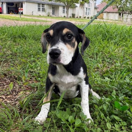 Enlarge ROXI, a Adoptable mixed breed in Berlin, NJ image 2/4