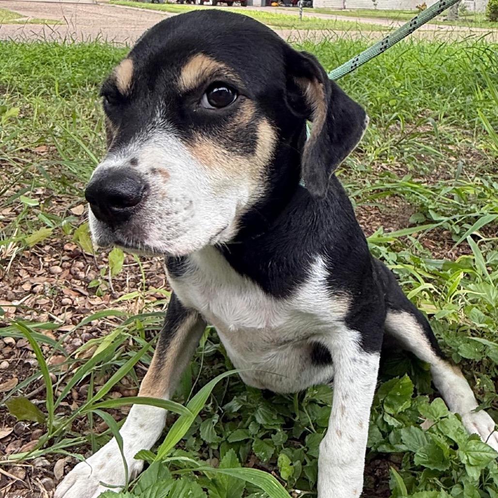 ROXI, Adoptable, Young Female Labrador Retriever & Mixed Breed.
