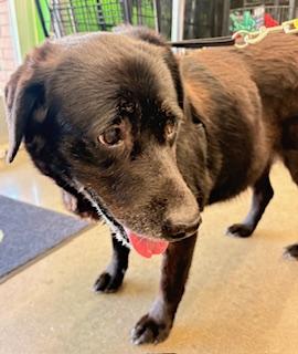 Enlarge Sharon, an adopted mixed breed in Mount Juliet, TN image 5/6